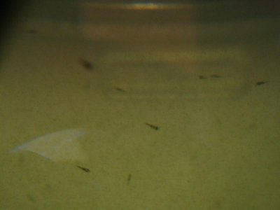 Larval clowns day 1 from Dec. 9 2011.jpg