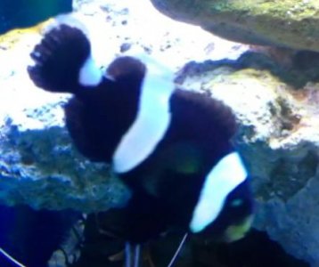 Schermata 12-2455906 alle 20.03.16.jpg