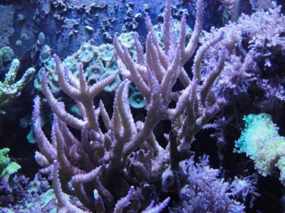 Corals 12_10_2011.jpg