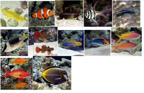 FishCollage2.jpg