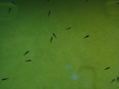 Larval clowns day 2 from Dec10. 2011.jpg