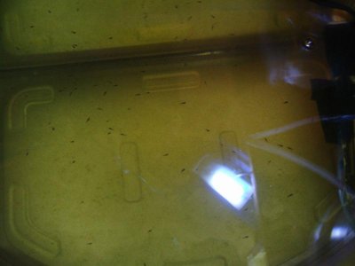 Larval clown tank day 2 from Dec10. 2011.jpg