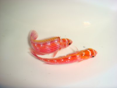 Earlei Fairy Wrasse ( PAIR ).JPG