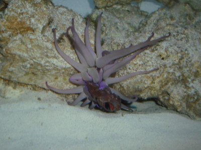 Soldierfish eaten by nem.jpg