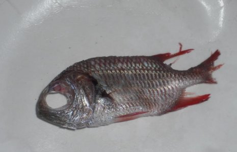 dead soldierfish.jpg