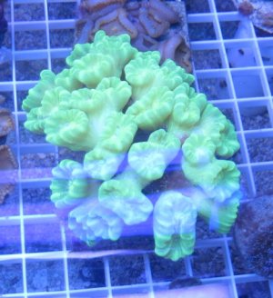 Kryptonite Candy Cane.jpg