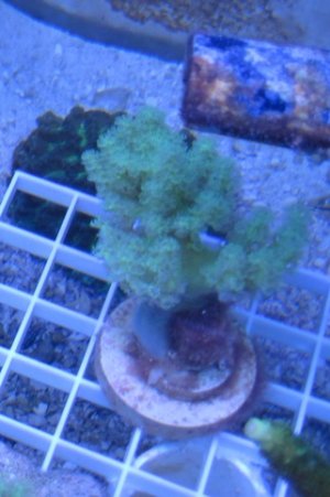 Palua Green Nepthea.jpg