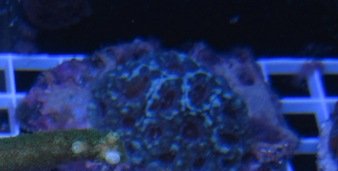 Blueberry Acan.jpg