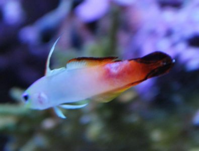 firefish decay sm.jpg