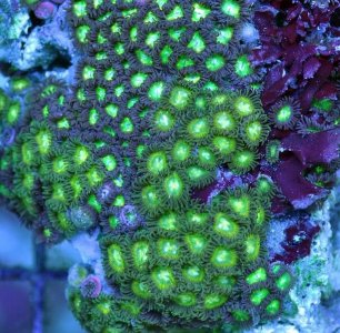GreenLanternZoas-29per1frag.jpg