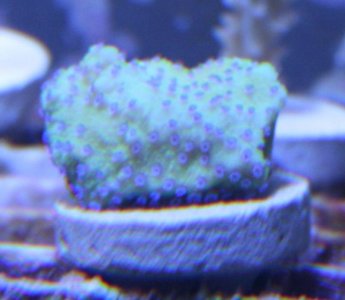 coral1.jpg