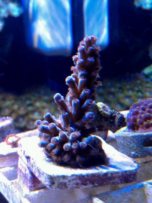 IMAG0387-1-1.jpg