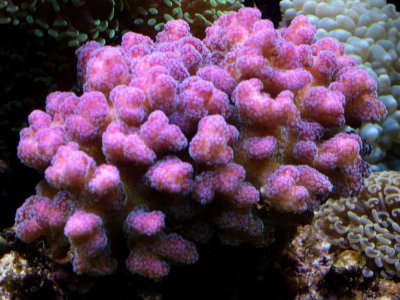 Rainbow Stylo (Colony).jpg
