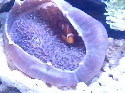 clown hosting shroom.jpg