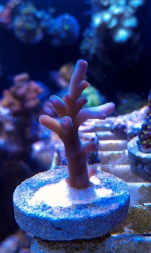 IMAG0395-1.jpg