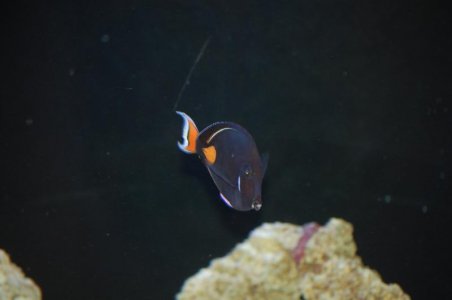 ac tang5.jpg