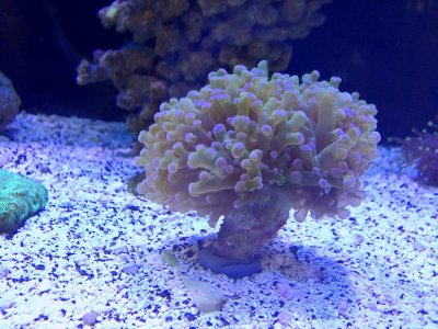 xfrogspawn.jpg