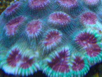 Favia brain coral - Copy.jpg