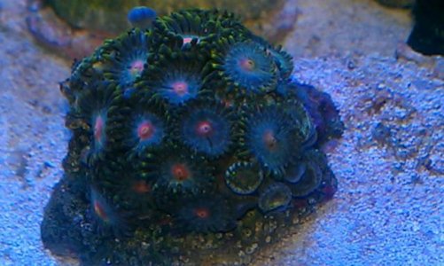 zoa 1.jpg