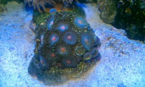 zoa 2.jpg