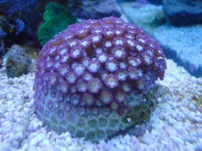 Purple Goniopora.jpg