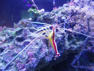 Scarlet cleaner shrimp.jpg