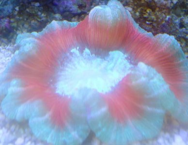 Brain coral - Copy.jpg