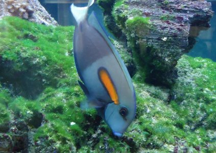 Orange shoulder tang.jpg