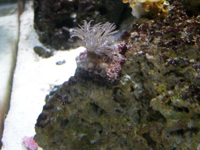 Xenia Hitchhiker 1.jpg