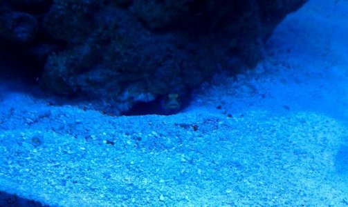 blue spot goby 2.jpg