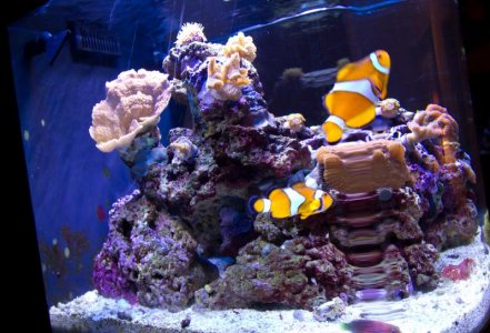 Reef_Tank_Resized_WEB_011612-6.jpg