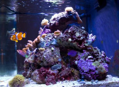 Reef_Tank_Resized_WEB_011612-5.jpg