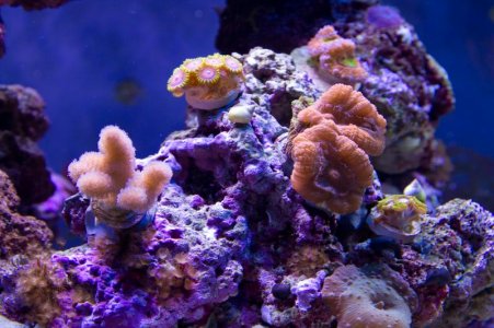 Reef_Tank_Resized_WEB_011612-4.jpg