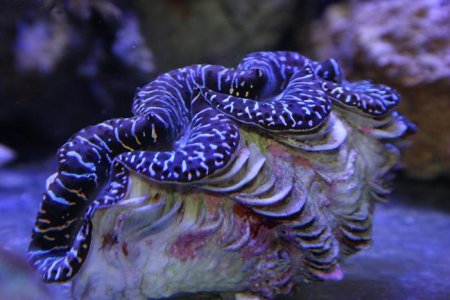 Copy of Black Maxima Clam1 1-7-11.jpg