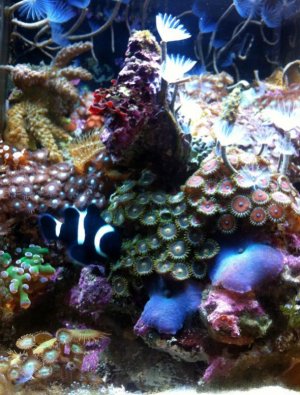 2Screen shot 2012-01-31 at 2.35.22 PM.jpg