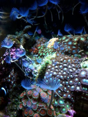 Screen shot 2012-01-31 at 2.37.57 PM.jpg