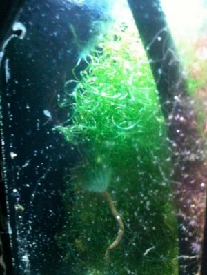 Screen shot 2012-01-31 at 2.52.04 PM.jpg