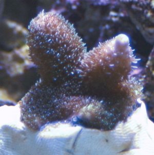 ATL Cherry Bomb  Ultra Millepora 2011-03-16.JPG