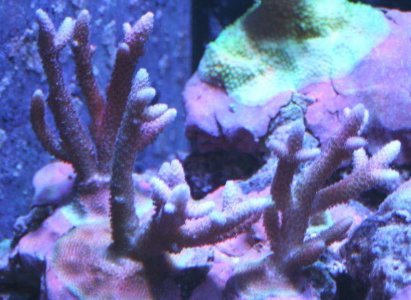 ATL Cherry Bomb  Ultra Millepora 2012-01-18ws.jpg