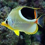 saddleback btfly.jpg