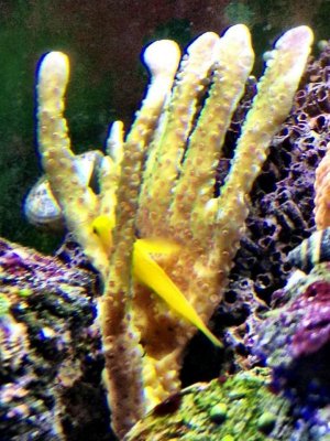 mystery coral.jpg