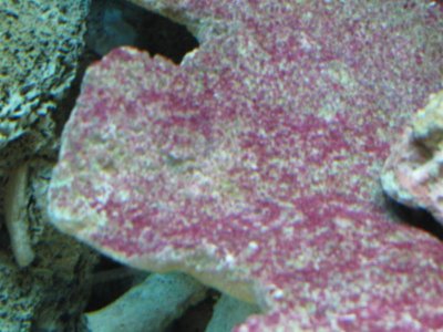 IMG_0010 (Large).jpg