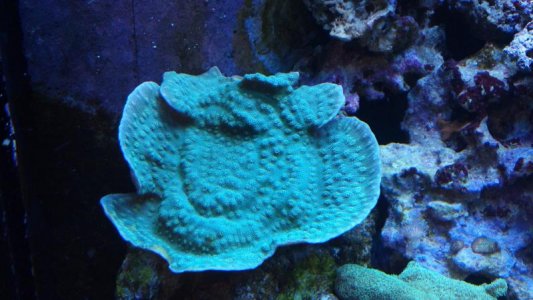 2012-01-29_17-32-54_54.jpg