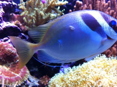 Rabbit fish wounds 1.jpg