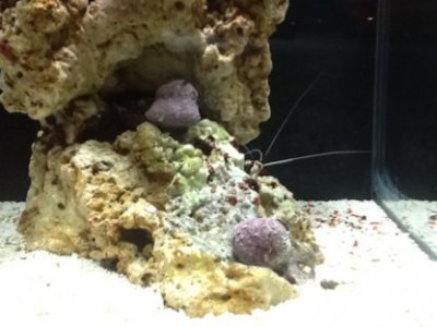 ImageUploadedByTapatalk HD1328404753.477831.jpg