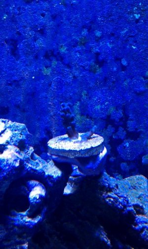 blue acro.jpg