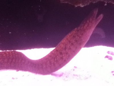 the AntiWhitemouth 012.jpg