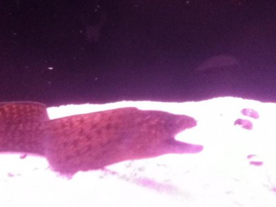 the AntiWhitemouth 013.jpg