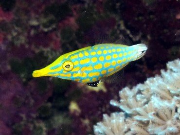 longnosefilefish1.jpg