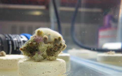 mucus_zoa_2.jpg